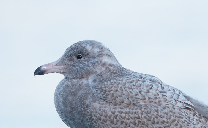 Glaucous Gull