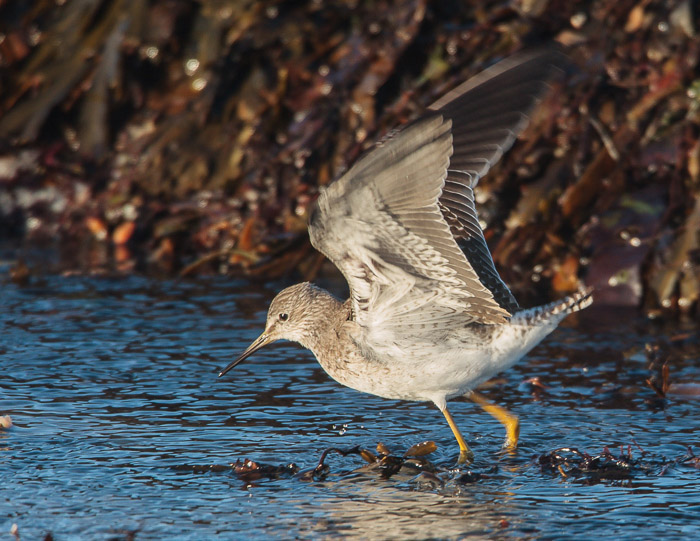 Lesser Yellowlegs