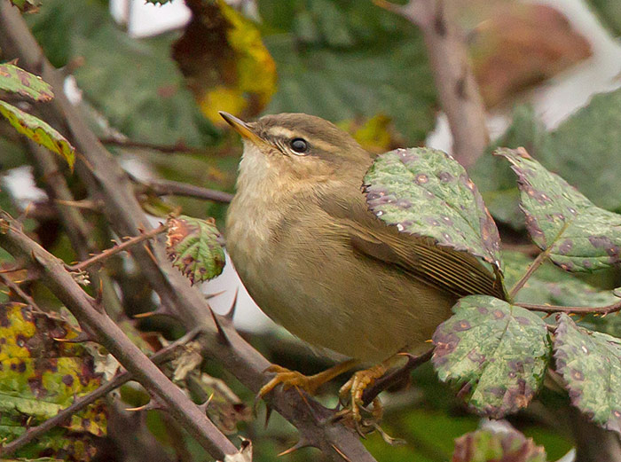 Dusky Warbler