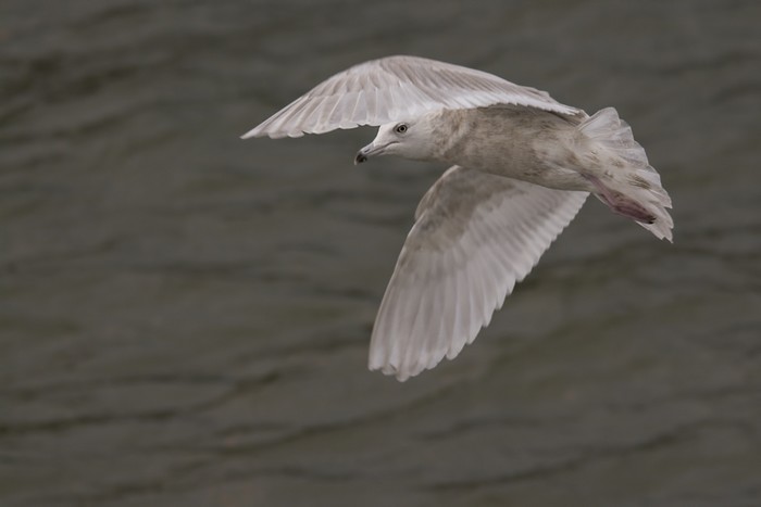 Kumlien's Gull