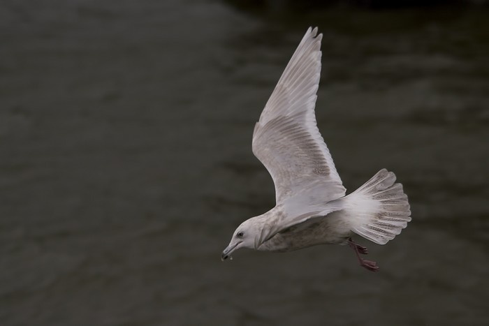 Kumlien's Gull