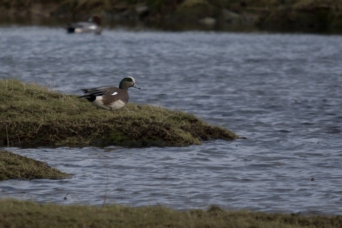 American Wigeon