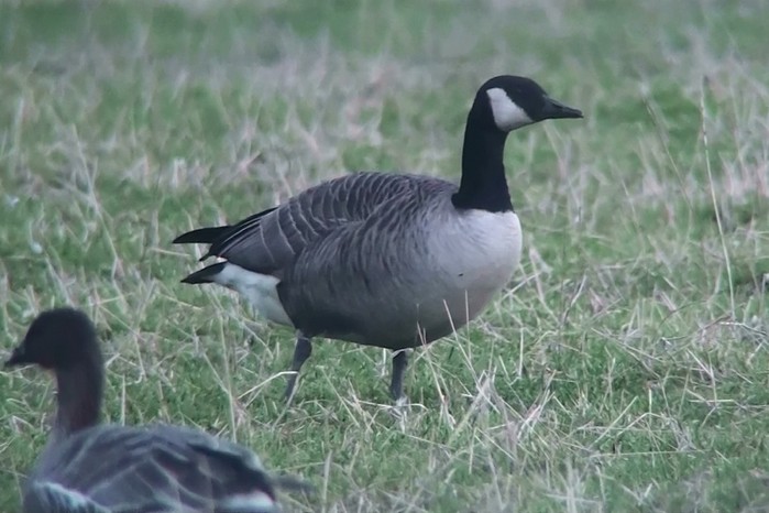 Todd's Canada Goose