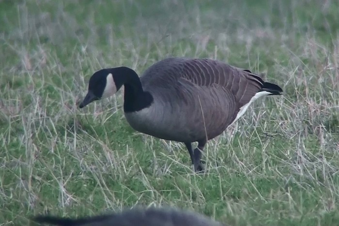 Todd's Canada Goose