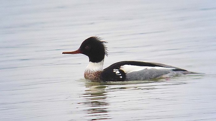 Red-breasted Merganser