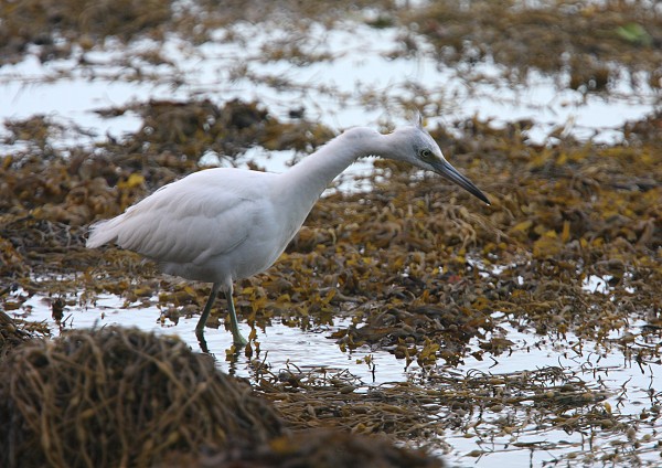 Little Blue Heron