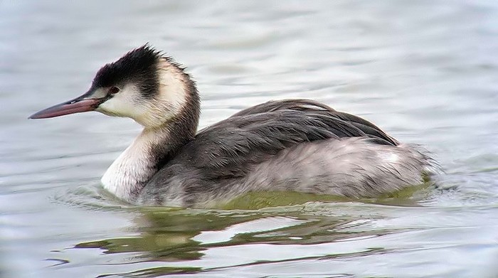 Great Crested Grebe