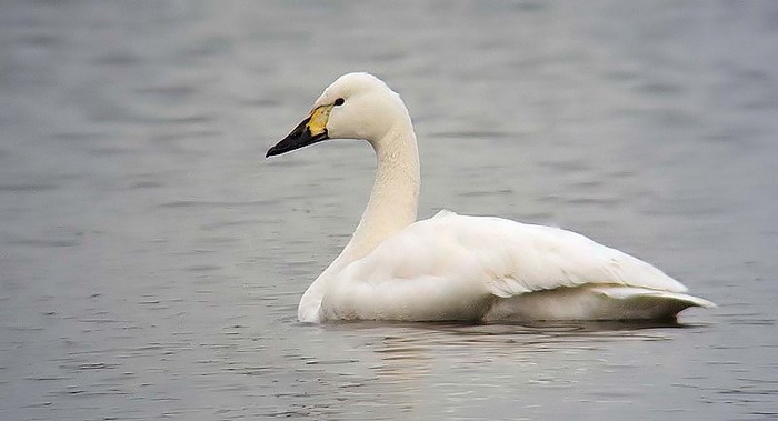 Bewick's Swan