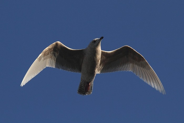 Iceland Gull