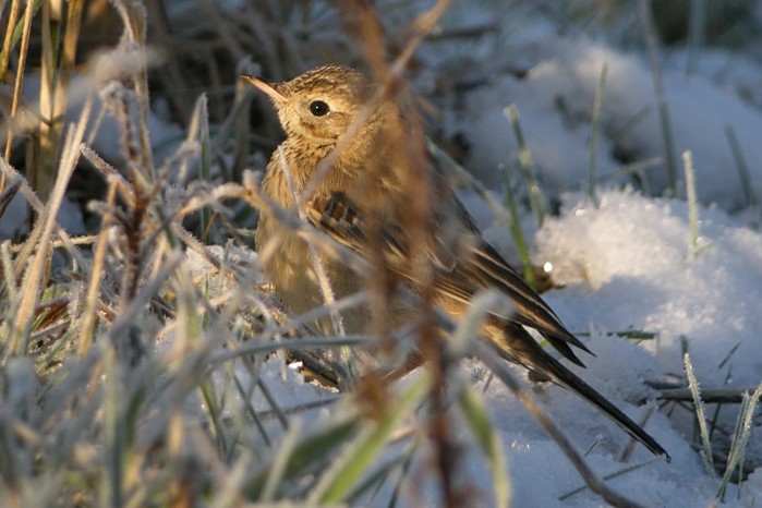 Blyth's Pipit