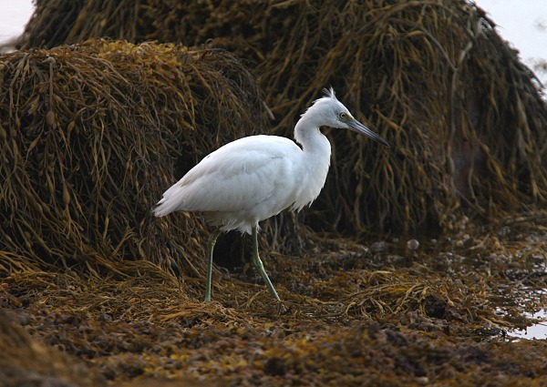 Little Blue Heron