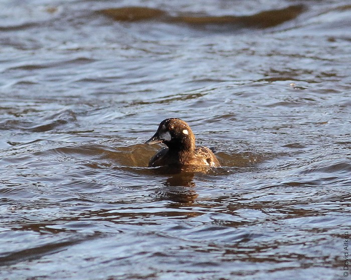 Harlequin Duck