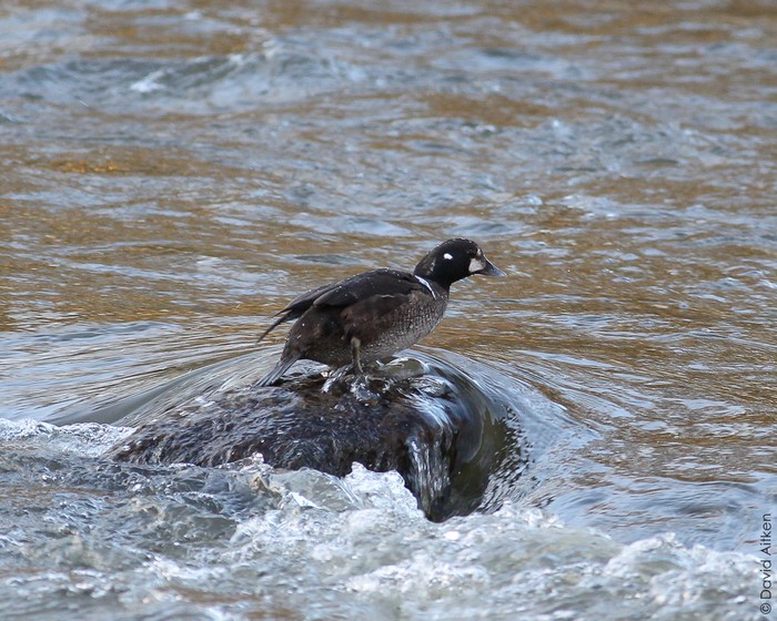 Harlequin Duck