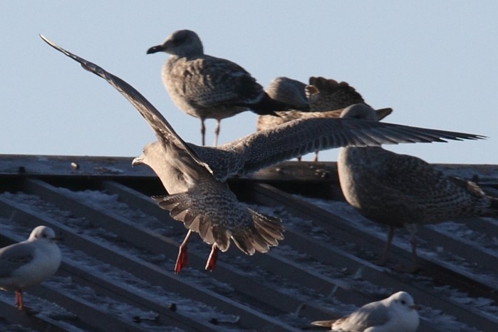 Thayer's Gull