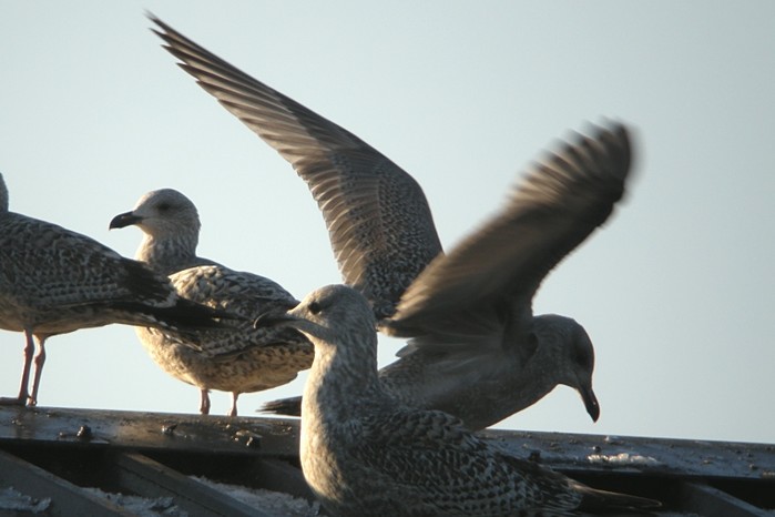 Thayer's Gull