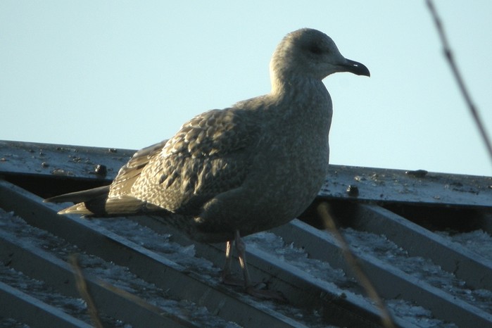 Thayer's Gull