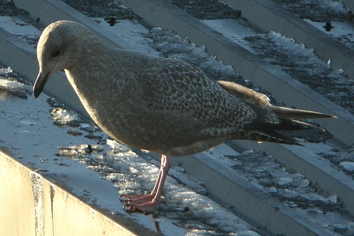 Thayer's Gull