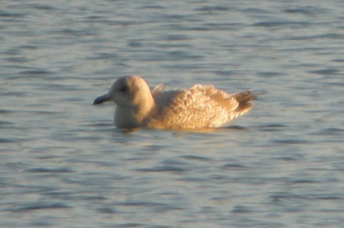 Thayer's Gull