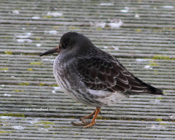 Purple Sandpiper