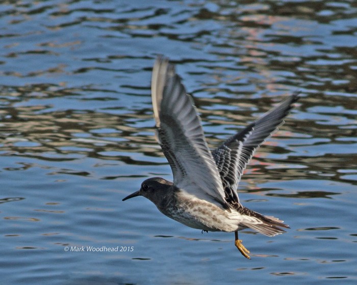 Purple Sandpiper