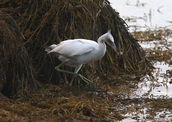 Little Blue Heron
