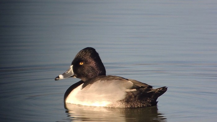 Ring-necked Duck
