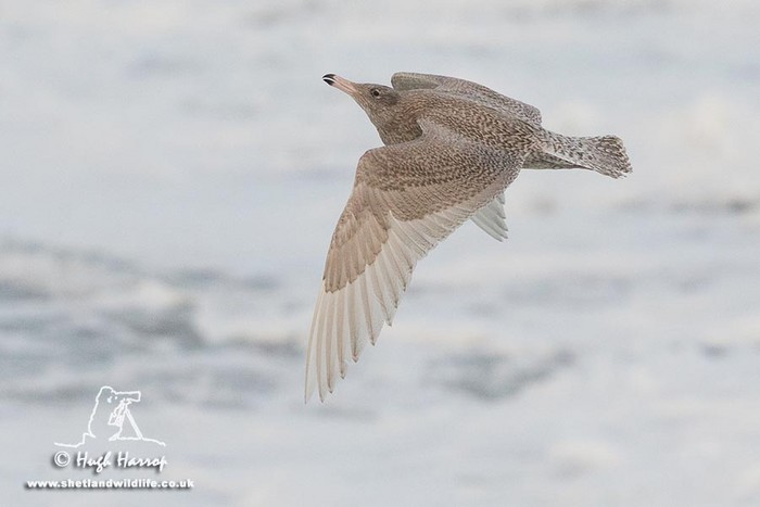 Glaucous Gull