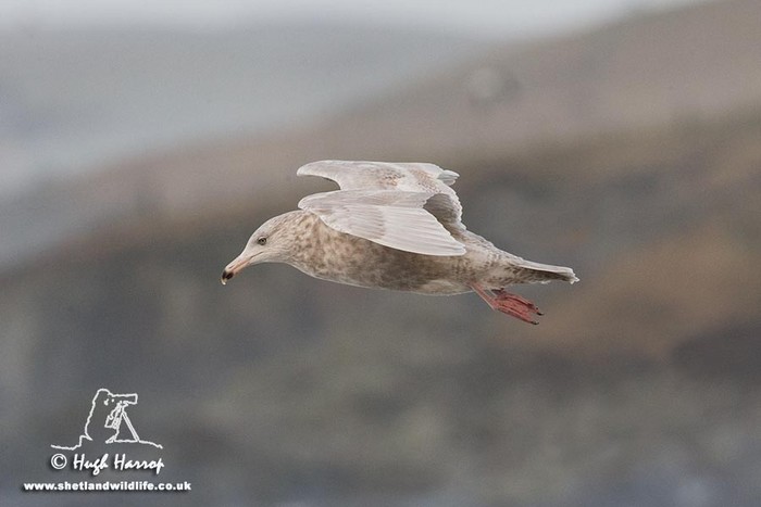 Glaucous Gull