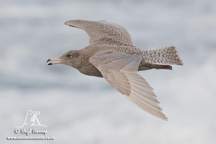Glaucous Gull