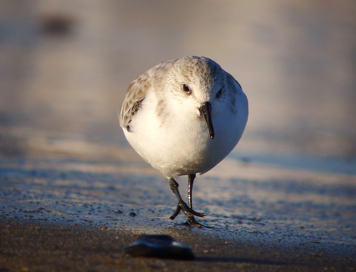 Sanderling