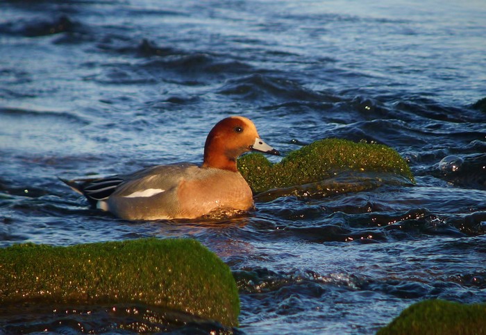 Wigeon