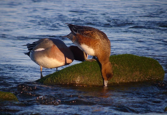 Wigeon