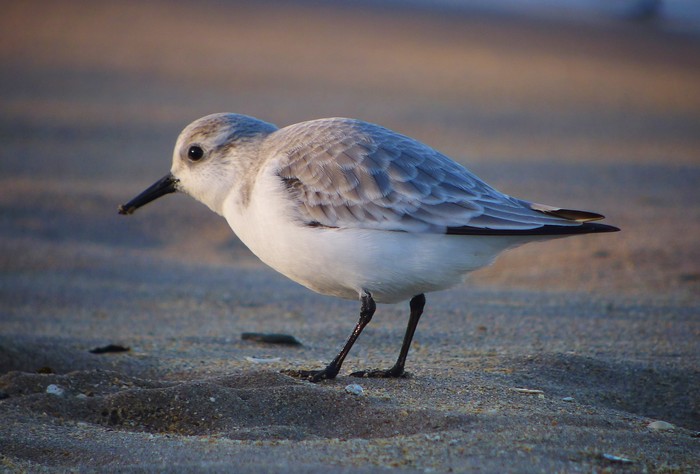 Sanderling