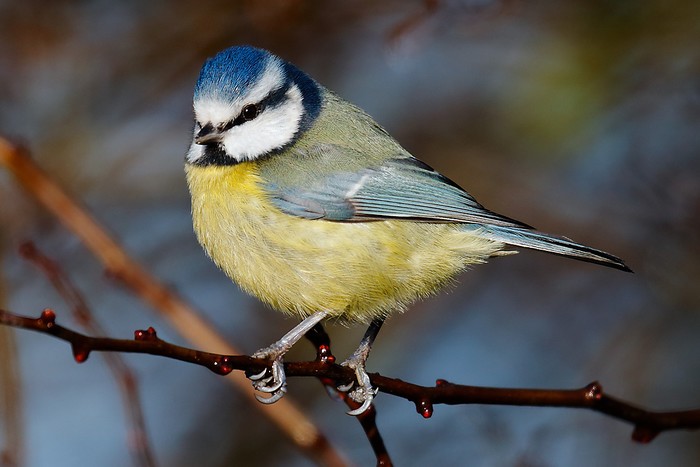 Blue Tit