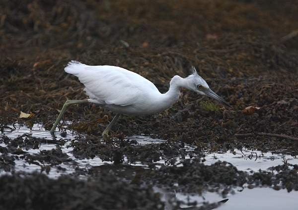 Little Blue Heron