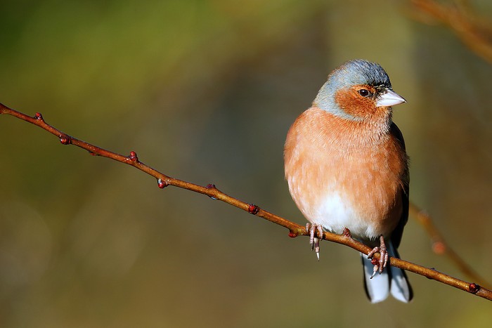 Chaffinch