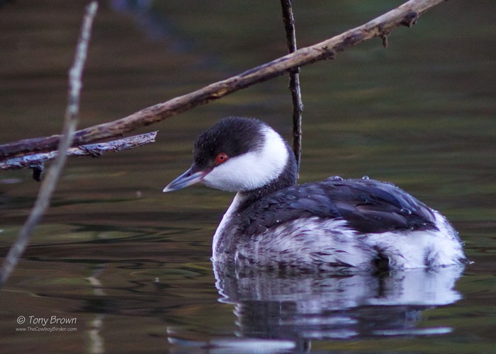 Slavonian Grebe