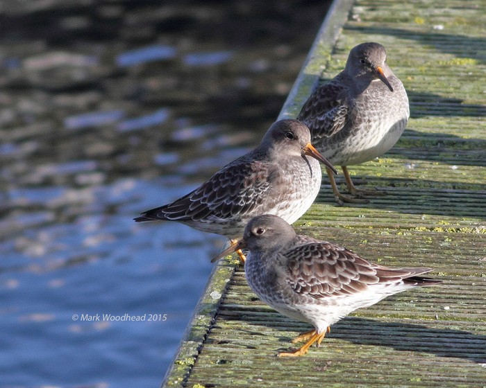 Purple Sandpiper
