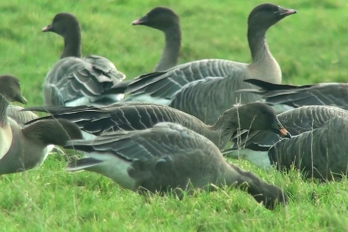 Tundra Bean Goose