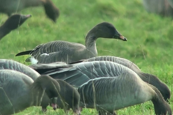 Tundra Bean Goose