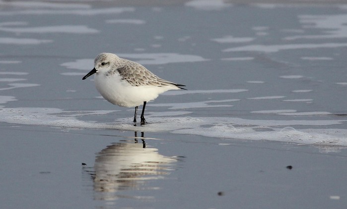 Sanderling