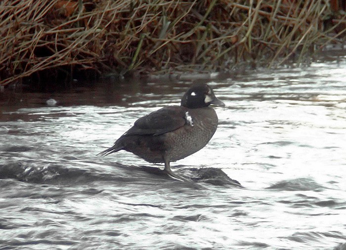 Harlequin Duck