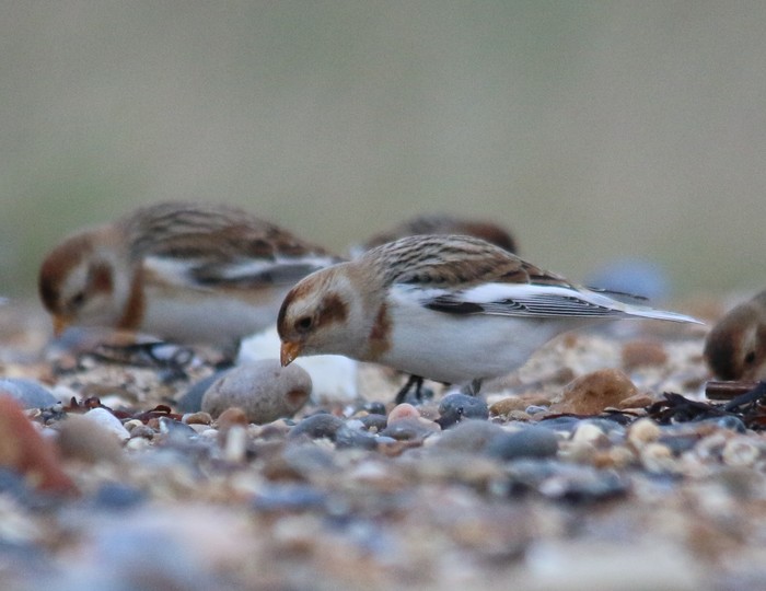 Snow Bunting