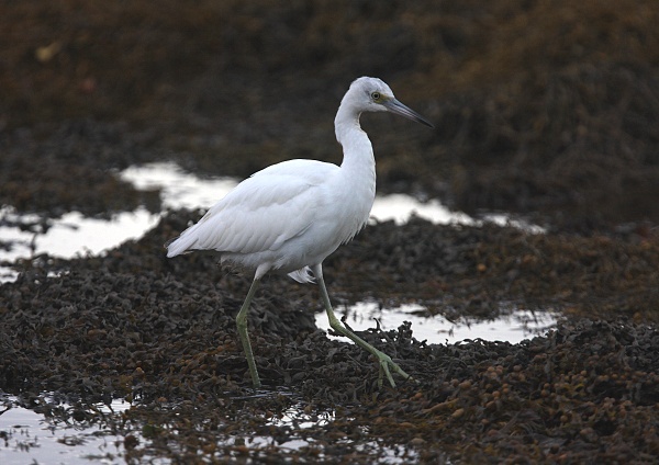 Little Blue Heron