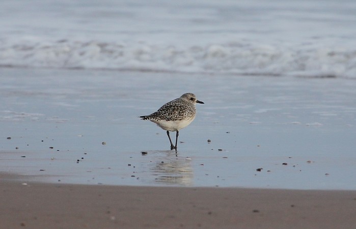 Grey Plover