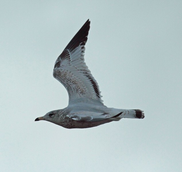 Ring-billed Gull