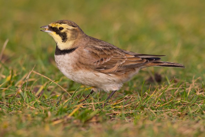 Shorelark