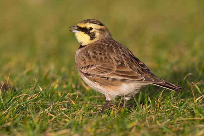 Shorelark