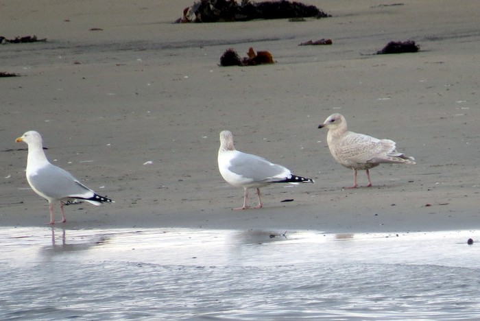 Kumlien's Gull