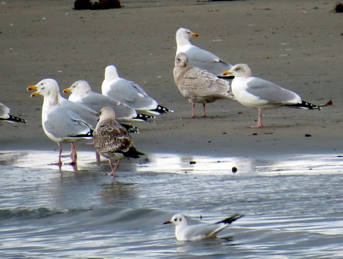 Kumlien's Gull